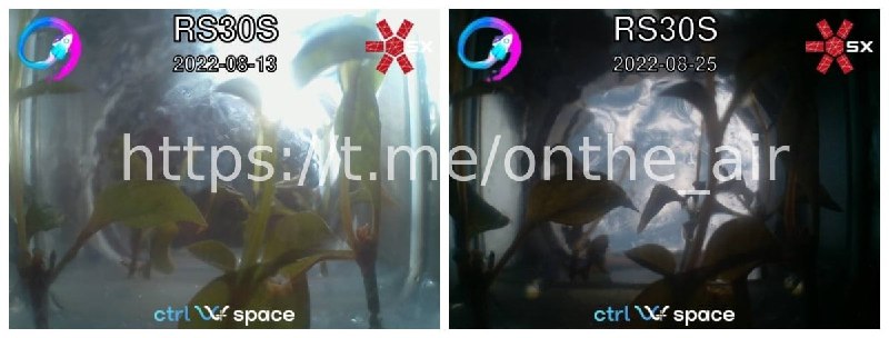 Улов Сиреней 🌱 за вчерашний и сегодняшний день.С руки принимать чуть сложнее 📡. Но всегда можно объединить усилия с другими радиолюбителями 🤝 для получения полноценного изображения.🛰