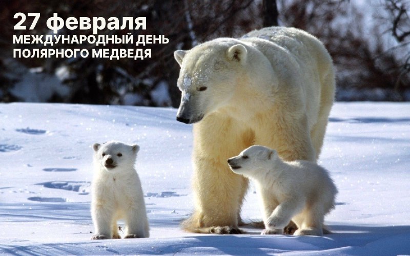 Что общего между космосом и полярным медведем?!🪐+🐻‍❄=🤩МКА УМКА-1 тоже отмечает 27 числа свой праздник. Только в июне. Через 4 месяца - 2 года на орбите 💫