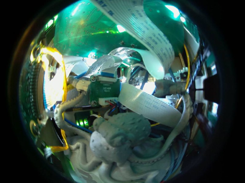 Как там Octo-Pax?🚀В начале ноября смелый Осьминожка Octo-Pax отправился исследовать космос, и у нас есть первые кадры его пребывания на орбите! Фото сделаны внутри МКА ArcticSat-1 Северного (Арктического) федерального университета, разработанного на платформе ООО «СПУТНИКС», на специально установленную маленькую камеру Raspberry.Осьминог Octo-Pax — главный герой социально-культурного проекта «Октонавтика» разработанного проектом Фонда содействия инновациям Space-π совместно с российским художником Настей Миро. Проект призван обратить внимание общества на проблему засорения околоземного пространства. Арт-объект Осьминог Octo-Pax – это символ необходимости борьбы с космическим мусором.